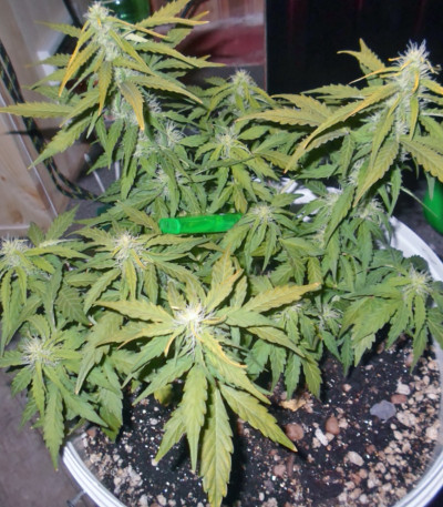 Automaria II fem (Paradise Seeds) семена конопли