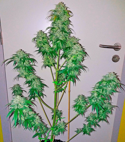 Bubba Kush Autoflowering fem (Dinafem Seeds) семена конопли
