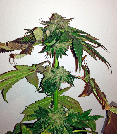 Caramel Kush fem (00 Seeds) семена конопли