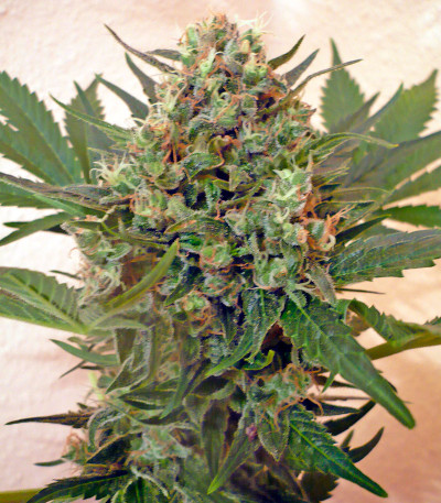 Chrystal fem (Nirvana Seeds) семена конопли