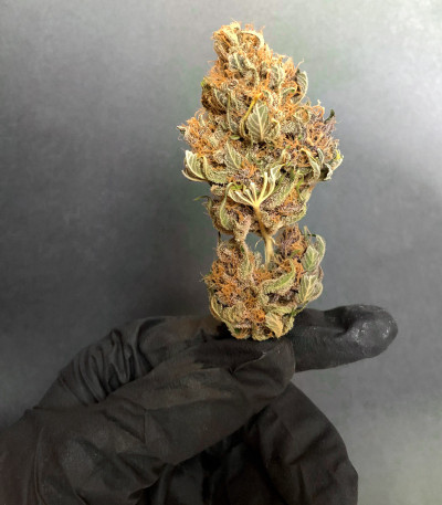 Cookies Purple Punch fem (Medical Seeds) семена конопли