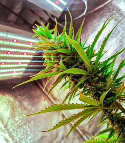 Gelato fem ( Cali Buds Seeds) семена конопли