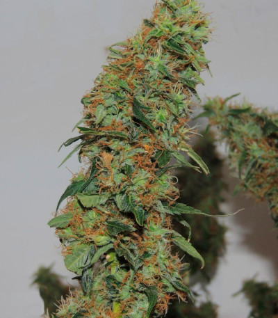 Orange Bud fem (Dutch Passion) семена конопли