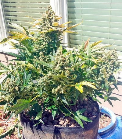 Sour Diesel Auto fem (Humboldt Seeds) семена конопли