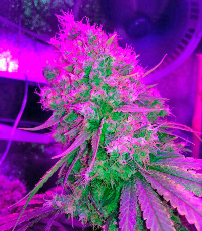 Super Silver fem (Dinafem Seeds) семена конопли