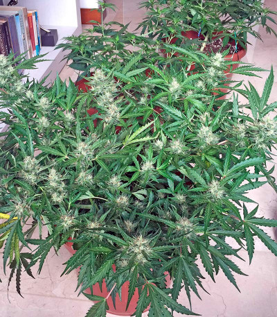 Swiss Cheese Automatic fem семена конопли