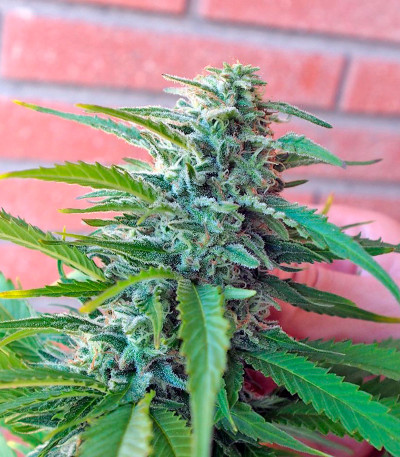 White Domina fem (Kannabia Seed Company) семена конопли