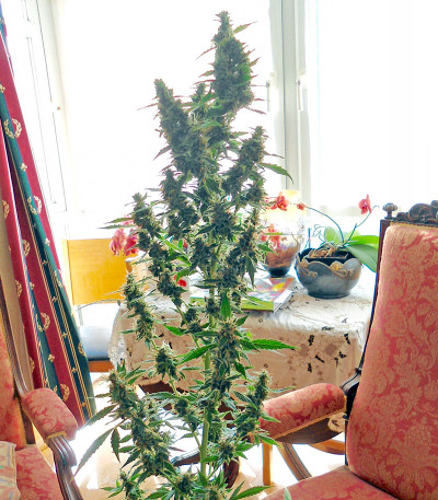 Wipeout Express Auto fem семена конопли