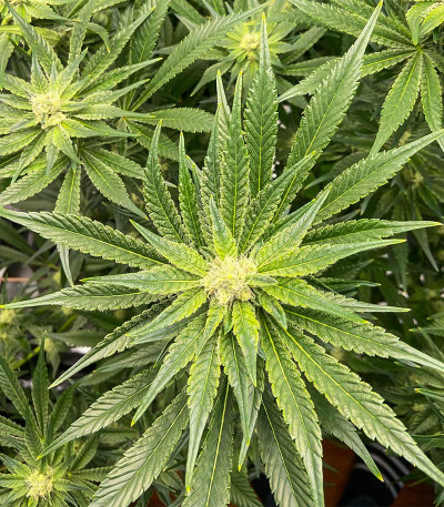 Kush Mintz fem (Barney's Farm) семена конопли