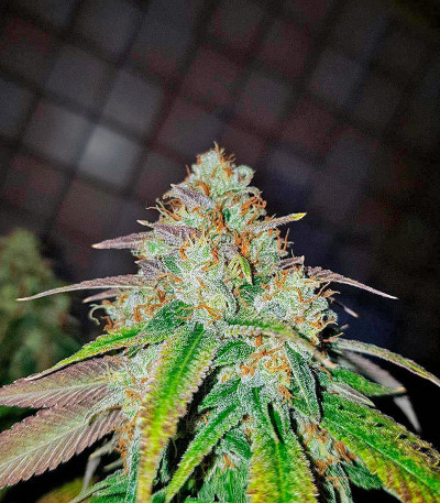 707 Headband fem (Humboldt Seeds) семена конопли