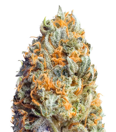 Fully Loaded Auto fem (Heavyweight Seeds) семена конопли