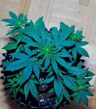 Auto Night Queen fem (Dutch Passion) семена конопли