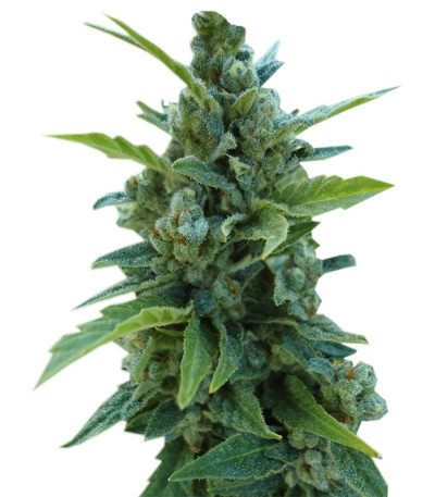 Automaria II fem (Paradise Seeds) семена конопли