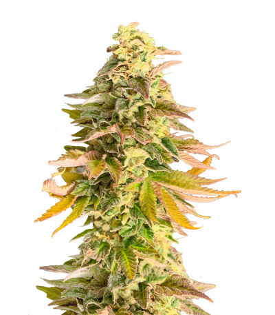 Chem Cookies fem (AlphaFem Seeds) семена конопли