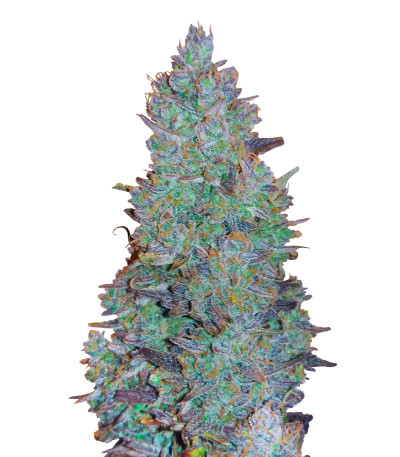 Choco Thai Auto fem (Herbies Seeds) семена конопли