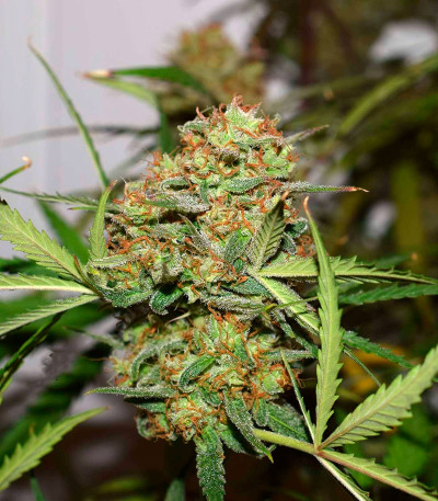 Cookies auto fem FastBuds семена конопли