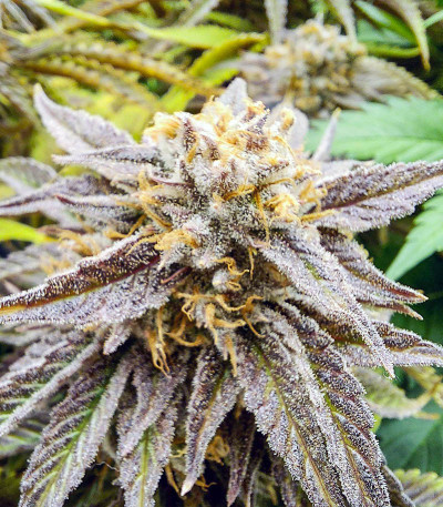 Gorilla Blue fem (Advanced Seeds) семена конопли