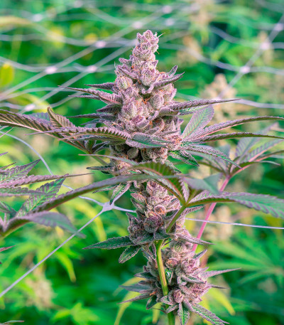 Gorila fem (Pyramid Seeds) семена конопли