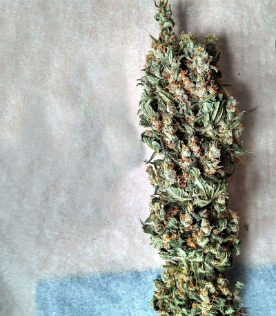 NYC Diesel fem (Sweet Seeds) семена конопли