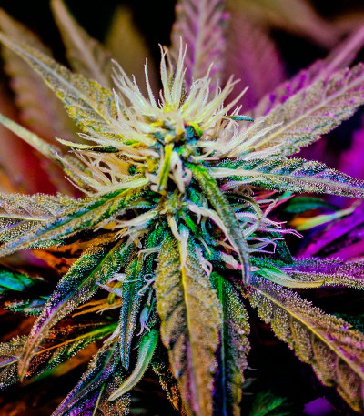 Master kush reg (Dutch Passion) семена конопли