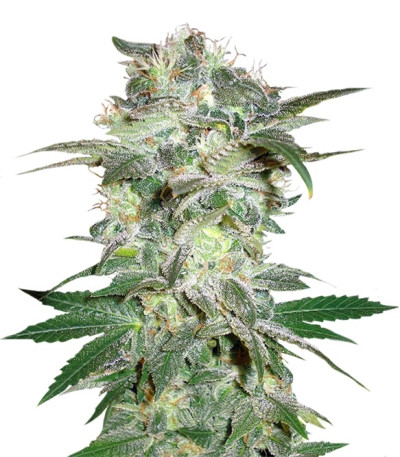 Mazar Kush fem (World of Seeds) семена конопли