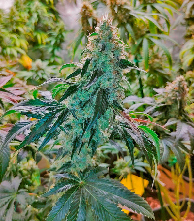 Purple Punch X Lemon Drizzle fem от Barney's Farm семена конопли