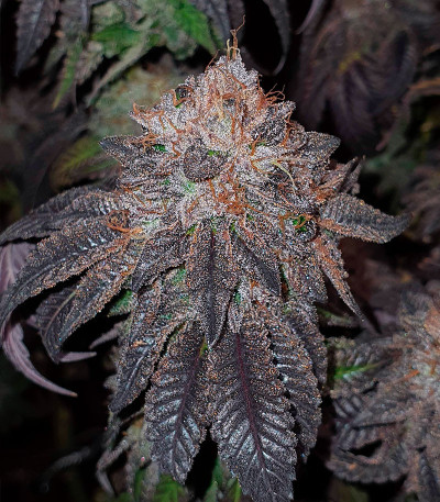 Planet of the Grapes RBX fem (Ethos Genetics) семена конопли