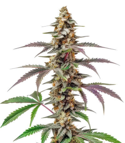 Purple Punch F1 fem (Seedkeepers) семена конопли