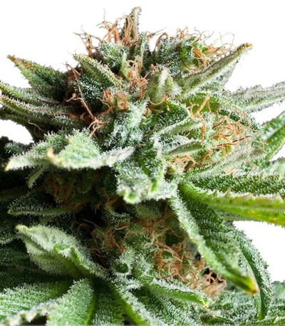 Shining Silver Haze fem (Royal Queen Seeds) семена конопли