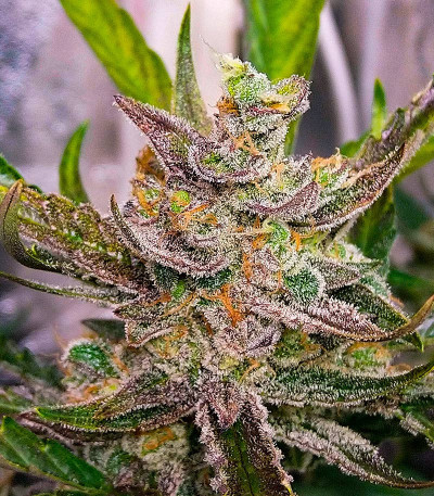 Strawberry Cheesecake Auto fem (Humboldt Seed Company) семена конопли