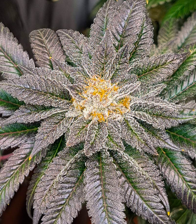 Strawberry OG Cookies R1 fem (Ethos Genetics) семена конопли