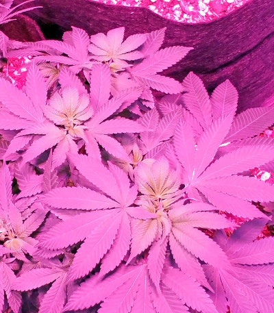 Swiss Cheese fem семена конопли