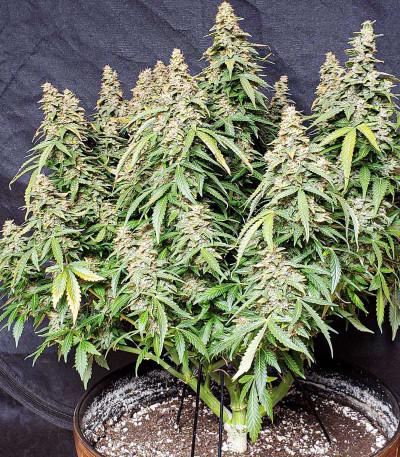 Wedding Cheesecake Auto fem (FastBuds) семена конопли