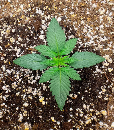 GMO fem (Barney's Farm) семена конопли