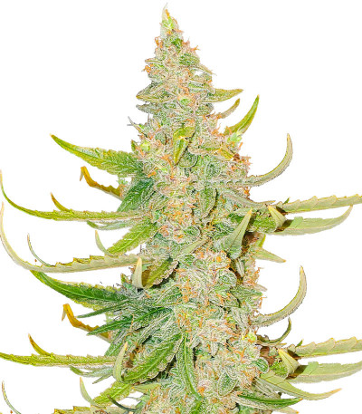 Семена конопли сорта Titan F1 Auto fem