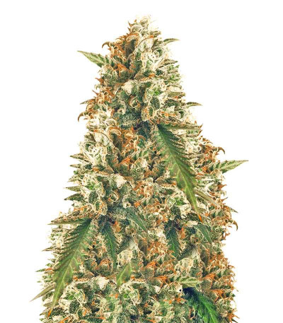 Afghanica fem (Anesia Seeds) семена конопли