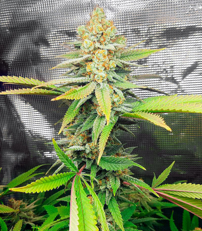 Auto Critical Lemon CBD (Advanced Seeds) семена конопли