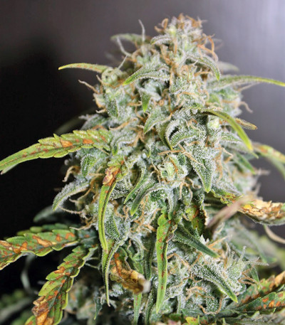 Auto MASS fem семена конопли