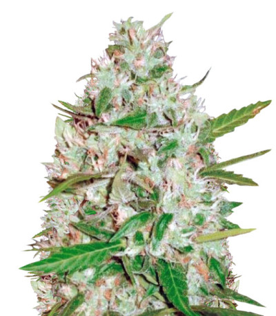 Auto Red Russian XXL fem (Victory Seeds) семена конопли