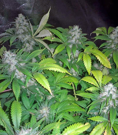 Bubblelicious reg (Nirvana Seeds) семена конопли