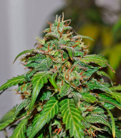 Californian Snow auto fem семена конопли