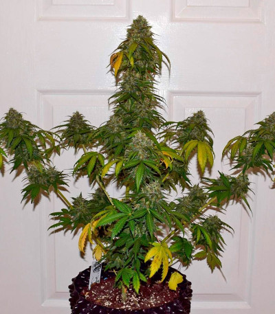 Californian Snow auto fem семена конопли