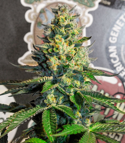 El Dorado OG fem (Paradise Seeds) семена конопли
