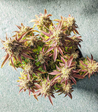 Gorilla Glue Auto fem семена конопли