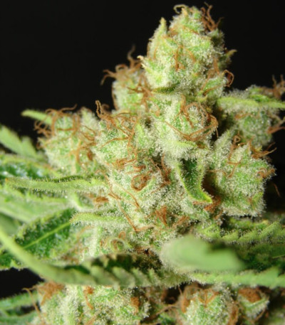 LA Ultra fem (Resin Seeds) семена конопли