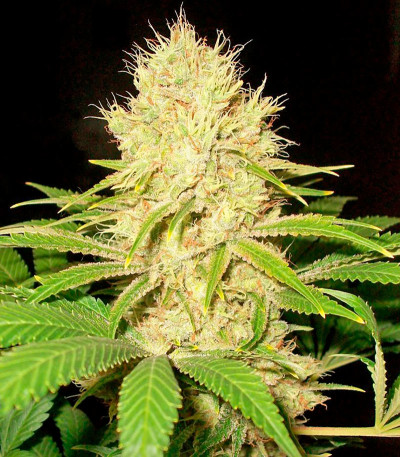 La Blanca fem семена конопли