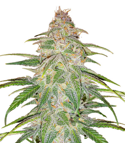 Mandarin Thuggee fem (AlphaFem Seeds) семена конопли