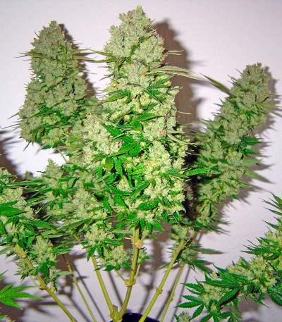 Money Maker fem (Strain Hunters) семена конопли