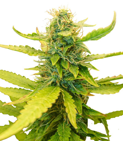 Northern Russian Auto fem (Kalashnikov Seeds) семена конопли