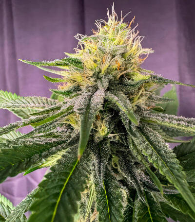 Papaya Frosting fem семена конопли